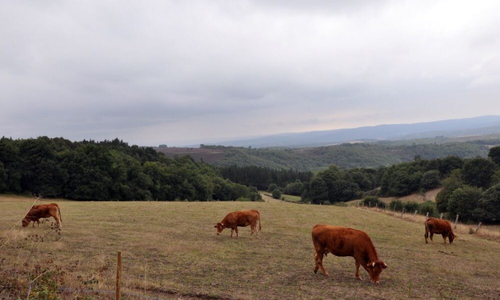 4,7 millones en ayudas para la digitalización rural | Ulises Galicia