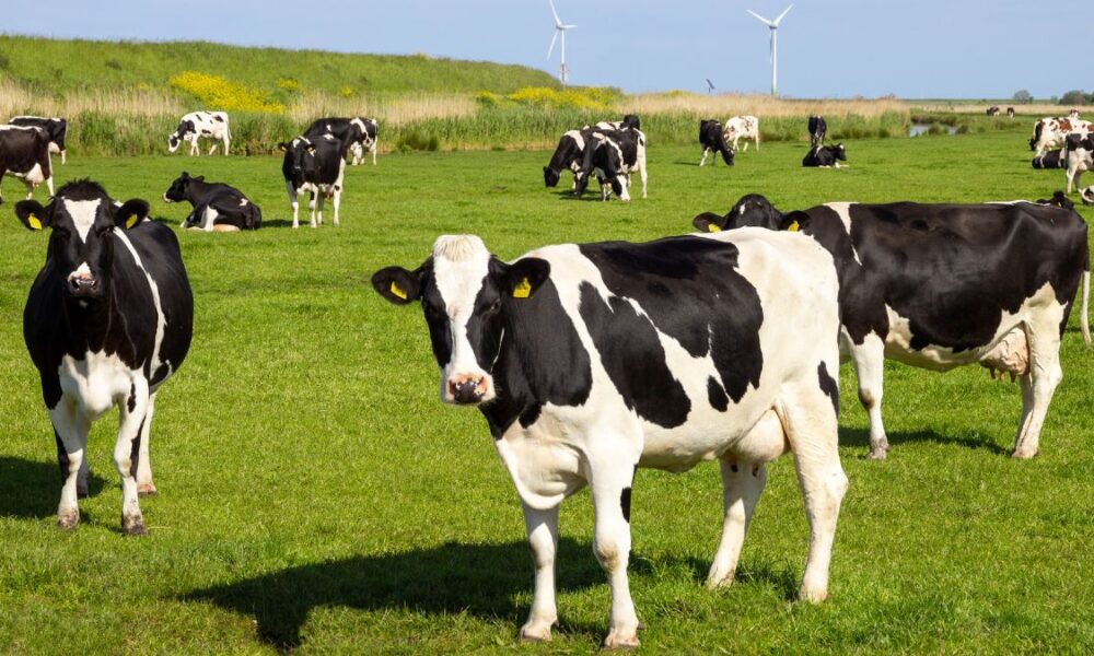 Galicia es la novena productora láctea más importante de Europa | Ulises Galicia