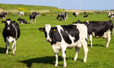 Galicia es la novena productora láctea más importante de Europa | Ulises Galicia